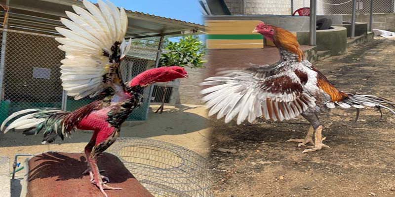 Thời gian trong giải đấu được quy định rõ ràng