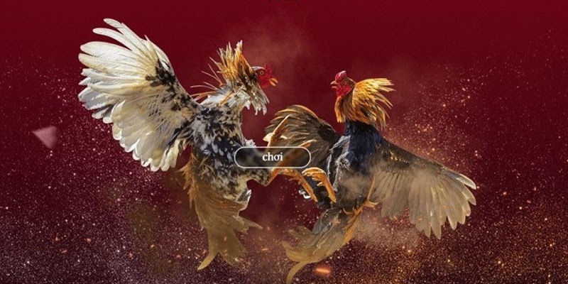 App Đá Gà Uy Tín Và Trải Nghiệm Cược Chơi Giải Trí An Toàn Tại Sunwin 3 Cách tải app đá gà uy tín Sunwin về dễ dàng