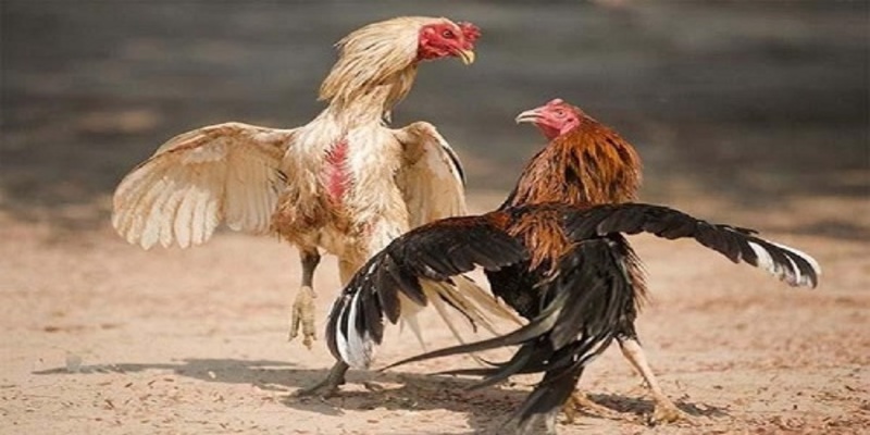 Chiến kê tranh bá – Sàn đấu đỉnh cao