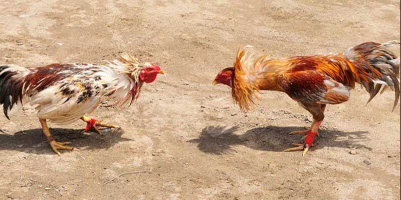 Tổng quan về trò chơi đá gà Campuchia