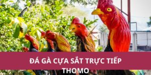 Đá Gà Cựa Sắt Trực Tiếp Thomo – Kết Quả Nhanh Nhất