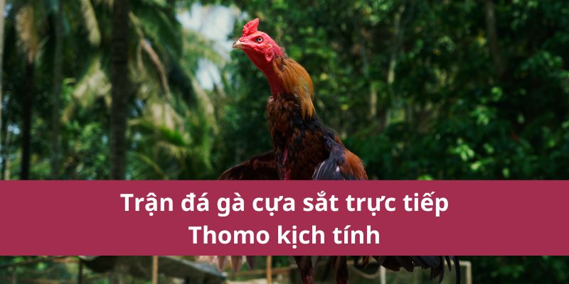Đá Gà Cựa Sắt Trực Tiếp Thomo – Kết Quả Nhận Thưởng Trong Vài Giây 2 Trận đá gà cựa sắt trực tiếp Thomo kịch tính