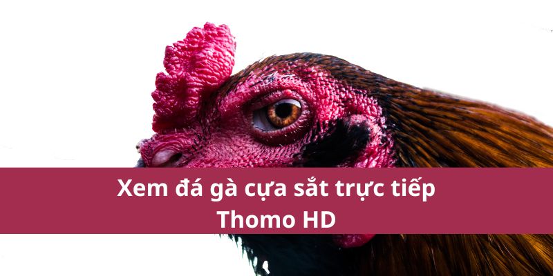 Đá Gà Cựa Sắt Trực Tiếp Thomo – Kết Quả Nhận Thưởng Trong Vài Giây 3 Xem đá gà cựa sắt trực tiếp Thomo HD