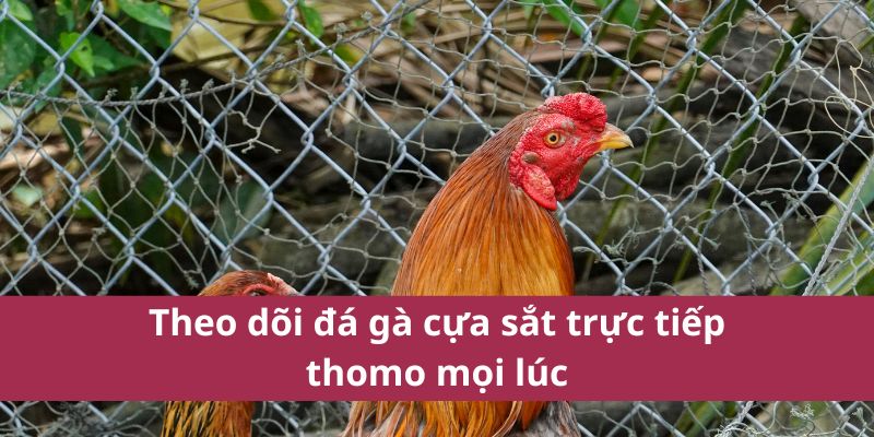 Đá Gà Cựa Sắt Trực Tiếp Thomo – Kết Quả Nhận Thưởng Trong Vài Giây 4 Theo dõi đá gà cựa sắt trực tiếp thomo mọi lúc