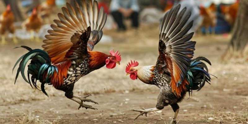 Đá Gà Tre Chất Lượng – Bước Vào Sân Chơi Độc Đáo Tại Thế Giới Sunwin 1 da ga tre 3