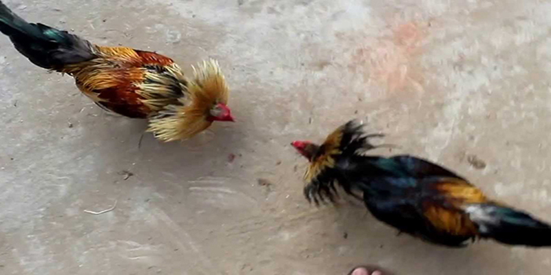 Đá Gà Tre Chất Lượng – Bước Vào Sân Chơi Độc Đáo Tại Thế Giới Sunwin 4 Phương pháp về cách luyện gà tre